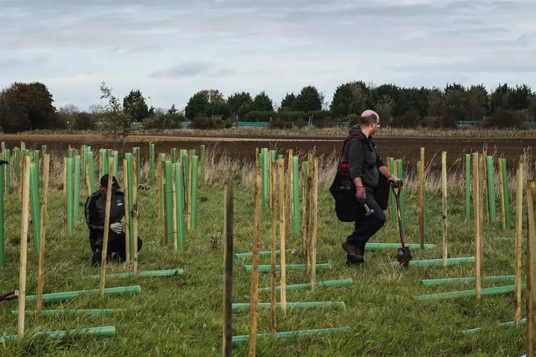 Planting-trees-Carma